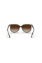 Ray-Ban RB4378F S (54 - 16) med Brune linser og Tortoise frame Solbriller