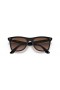Ray-Ban RB4440N Blaze Wayfarer L (0 - 141) med Bruna linser och Tortoise frame Solglasögon